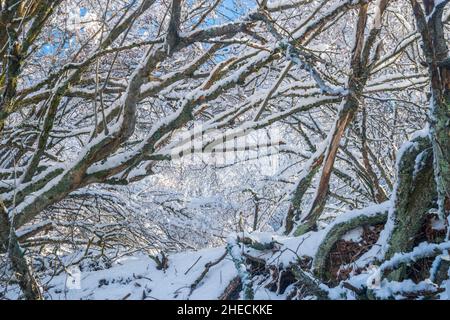 Coperta di neve alberi. Foto Stock