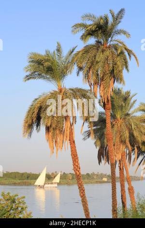 Egitto, Alto Egitto, valle del Nilo, El Kab, crociera tra Esna e Assuan da dahabieh Luxor con palme in primo piano Foto Stock