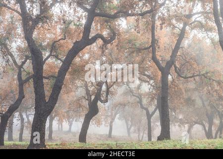 Francia, Var, le Cannet des Maures, riserva naturale nazionale de la plaine des Maures (Plaine des Maures National Natural Reserve), fuoco del mese Foto Stock