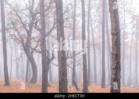 Francia, Var, le Cannet des Maures, riserva naturale nazionale de la plaine des Maures (Plaine des Maures National Natural Reserve), fuoco del mese Foto Stock