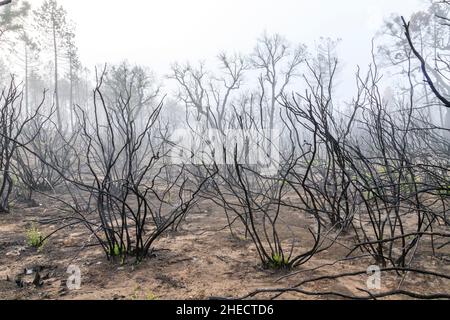 Francia, Var, le Cannet des Maures, riserva naturale nazionale de la plaine des Maures (Plaine des Maures National Natural Reserve), fuoco del mese Foto Stock