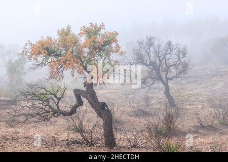 Francia, Var, le Cannet des Maures, riserva naturale nazionale de la plaine des Maures (Plaine des Maures National Natural Reserve), fuoco del mese Foto Stock