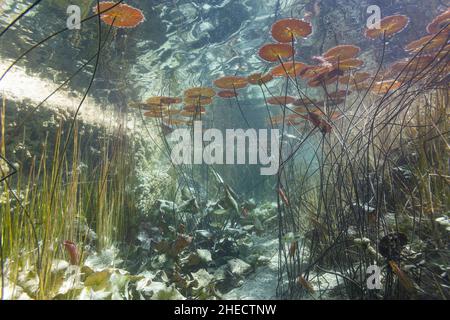 Messico, Quintana Roo, Bacalar, Los Rapidos, ninfee in acque cristalline Foto Stock