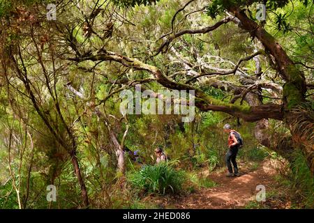 Portogallo, Isola di Madeira, escursione dalla levada do Alecrim nella foresta di Raba?al, la foresta Laurissilva classificato Patrimonio Mondiale dell'Umanità dall'UNESCO, l'unica vestigia della foresta primaria che ha coperto l'Europa meridionale milioni di anni fa, percorso sotto l'erica albero Foto Stock
