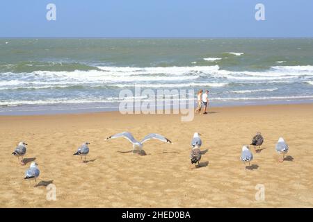 Belgio, Fiandre Occidentali, Knokke Heist, amanti che passeggiando sulla spiaggia vicino al Mare del Nord, gabbiani Foto Stock