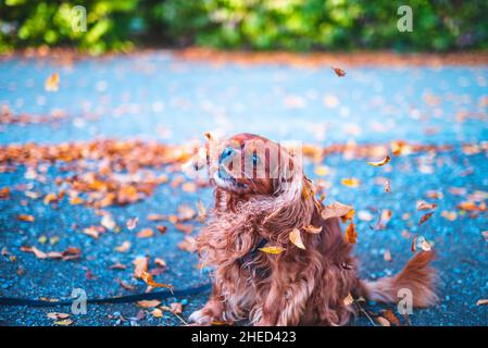 Cane marrone della razza Cavalier re Charles Spaniel, Hannover, bassa Sassonia, Germania Foto Stock