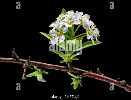 Fiori in fiore di macchia bianca di Spirea isolato su sfondo bianco, primo piano. Foto Stock