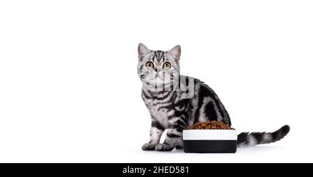 Carino gatto tabby nero in fiore d'argento, seduto dietro la ciotola di alimentazione in ceramica riempito di cibo gatto secco. Guardando curioso verso l'obiettivo. Isolato su a. Foto Stock