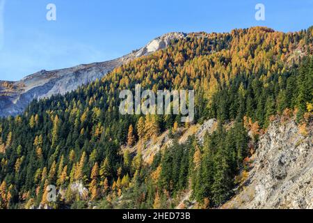 Francia, Hautes Alpes, Crots, Boscodon state Forest in autunno, vista dal Belvedere de Bragousse, abete d'argento europeo (Abies alba) e larc europeo Foto Stock