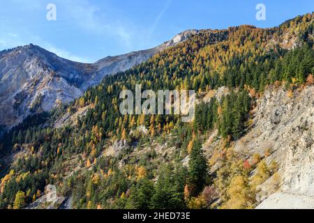 Francia, Hautes Alpes, Crots, Boscodon state Forest in autunno, vista dal Belvedere de Bragousse, abete d'argento europeo (Abies alba) e larc europeo Foto Stock