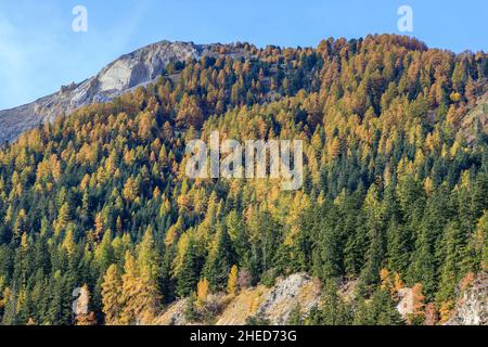 Francia, Hautes Alpes, Crots, Boscodon state Forest in autunno, vista dal Belvedere de Bragousse, abete d'argento europeo (Abies alba) e larc europeo Foto Stock