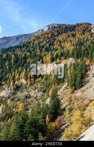 Francia, Hautes Alpes, Crots, Boscodon state Forest in autunno, vista dal Belvedere de Bragousse, abete d'argento europeo (Abies alba) e larc europeo Foto Stock