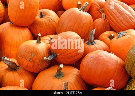 Mucchio di zucche di Halloween grandi arancioni utilizzate per la scultura Foto Stock