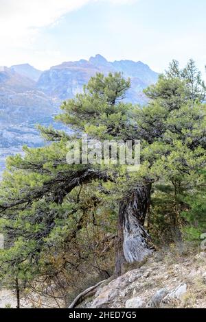 Francia, Hautes Alpes, Saint Crepin, foresta di ginepro di thurifer, ginepro spagnolo (Juniperus thurifera) // Francia, Hautes-Alpes (05), Saint-Crépin, Forêt d Foto Stock