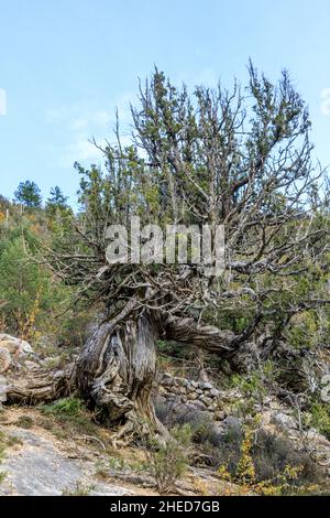 Francia, Hautes Alpes, Saint Crepin, foresta di ginepro di thurifer, ginepro spagnolo (Juniperus thurifera) // Francia, Hautes-Alpes (05), Saint-Crépin, Forêt d Foto Stock