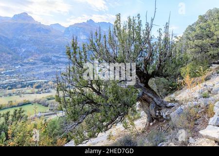 Francia, Hautes Alpes, Saint Crepin, foresta di ginepro di thurifer, ginepro spagnolo (Juniperus thurifera) // Francia, Hautes-Alpes (05), Saint-Crépin, Forêt d Foto Stock