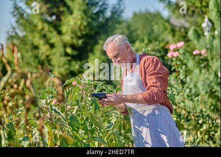 Uomo maturo in camicia borgogna in serra Foto Stock