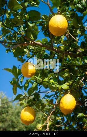 Limoneto, Maiorca, Spagna Foto Stock