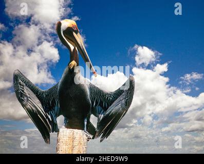Un pellicano bruno in via di estinzione si affaccia sul lungomare vicino a Bandon, Oregon, lungo la costa del Pacifico dell'Oregon. Foto Stock