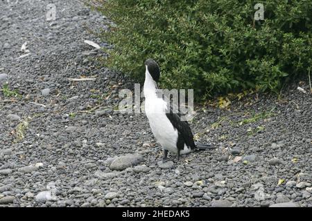Cormorano pied australiano Phalacrocorax varius preening on Kaikoura Beach Nuova Zelanda Foto Stock