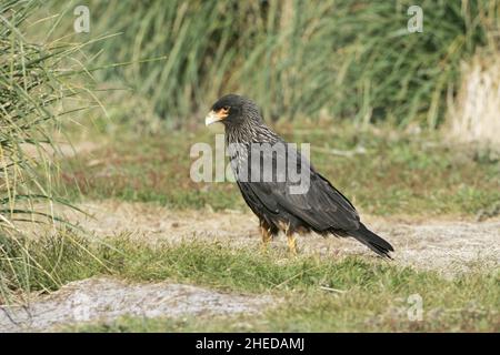 Caracara striata Falcoboenus australis alla ricerca di cibo nelle praterie, Isole Falkland Foto Stock