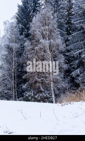 Un albero di betulla i cui rami sono ricoperti di neve fresca si staglia sullo sfondo verde scuro e bianco dei pini. C'è neve . Foto Stock