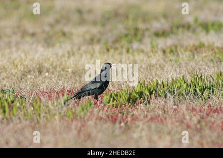 Tosse arrossata pirrhocorax pyrhocorax alimentazione in prateria, Ponta de Sagres, Algarve, Portogallo Foto Stock