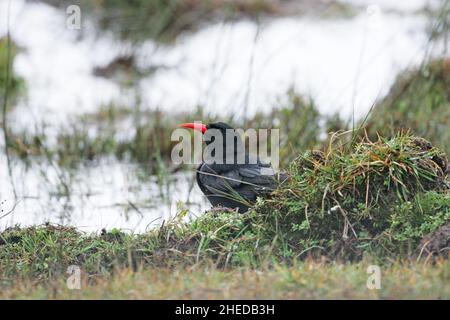 Rosso-fatturati CHOUGH Pyrrhocorax pyrrhocorax su pascoli accanto a Loch Ardnave Ardnave Point Islay Argyll and Bute Scozia UK Foto Stock