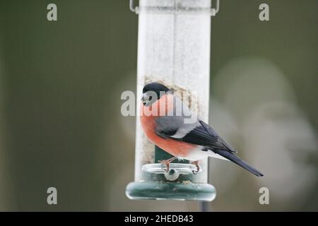 Ciuffolotto Pyrrhula pyrrhula maschio alimentatore a Blandford Dorset England Regno Unito Foto Stock