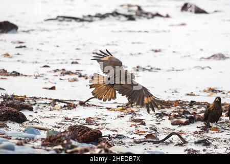 Caracara striato Phalcoboenus australis volando sopra la linea del litorale Sea Lion Island Isole Falkland Foto Stock