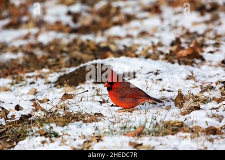 Il cardinale Nord Cardinalis cardinalis alimentazione maschio sul terreno innevato Lago Olathe Park, città di Olathe, Kansas, USA, dicembre 2017 Foto Stock