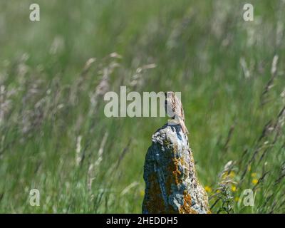 Raccolta di mais Miliaria calandra arroccato su una piccola pietra, Yarnbury Castle, vicino a Steeple Langford, Wiltshire, Inghilterra, Regno Unito, maggio 2020 Foto Stock