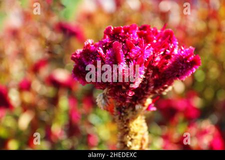 Primo piano di colore rosso brillante fiore Celosia argentea Foto Stock