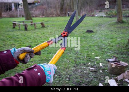 Particolare delle forbici da giardino utilizzate per rifilare le boccole da tenere e pronte all'uso Foto Stock