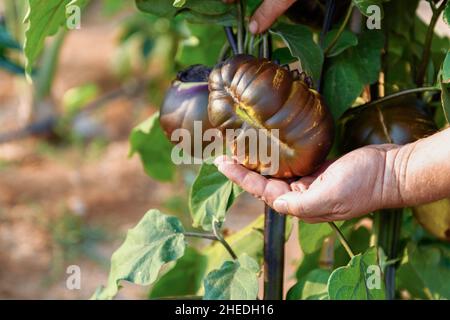 Mano contadina che tiene una grande melanzana su un ramo in un orto. Coltivando vegetali ecologici naturali. Giardinaggio sfondo bello. Rip. Fresco Foto Stock