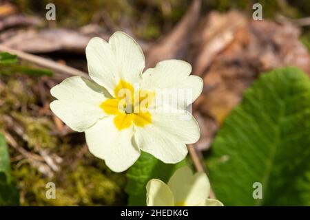 Ripresa macro di un comune primula (primula vulgaris) in fiore Foto Stock