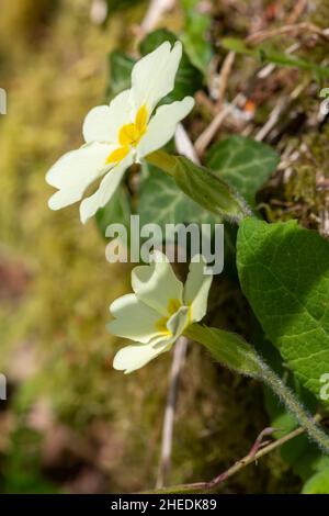 Ripresa macro di un comune primula (primula vulgaris) in fiore Foto Stock