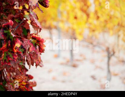 Rosso autunno vite foglie primo piano con fila di piante di vite giallo in sfondo fuori fuoco, spazio copia Foto Stock