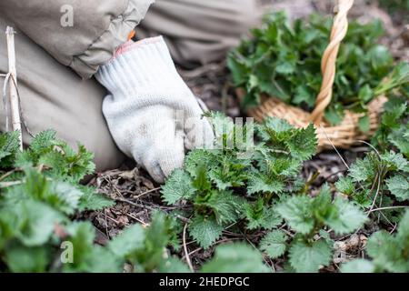 Mano in guanto Torger Nettle Bush in cesta di vimini. Collezione di prime primaverili di ortiche giovani ambientalmente rispettose per insalata vitaminica. Medina Foto Stock