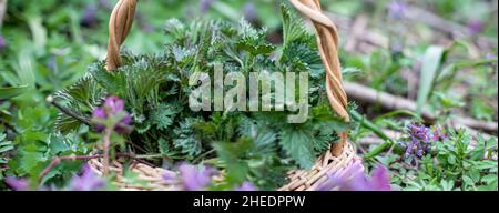 Bush di ortica in cestino di vimini tra fiori viola Corydalis solida in boschi. Raccolta di prima primavera di ortiche ambientalmente rispettose per l'ing Foto Stock