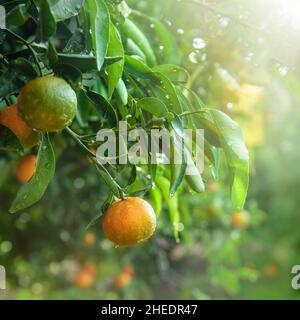 Tangerini umidi o arance mandarini appese su un ramo di albero dopo la pioggia Foto Stock