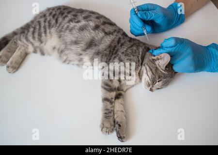Medico veterinario che somministrano insulina per iniezione ad un gatto presso la clinica veterinaria. Concetto di medicina veterinaria. Foto Stock