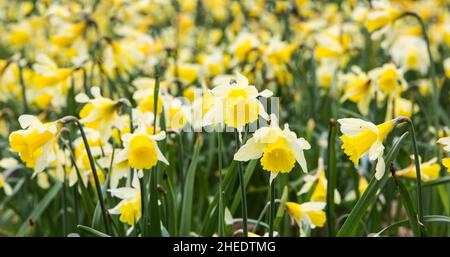 Narcisi selvatiche in fiore a Grasmere, il Lake District National Park, Cumbria, Inghilterra Foto Stock