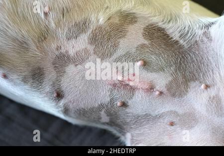 Dettaglio su femmina Jack Russell terrier cane pancia, cicatrice dopo l'operazione di spay visibile Foto Stock