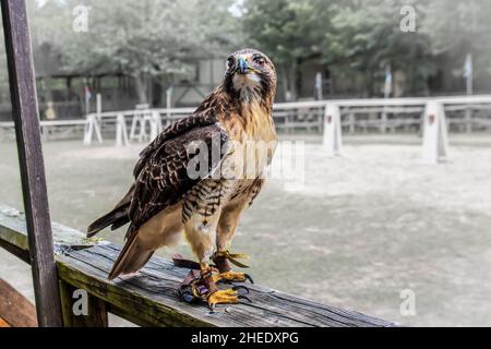 Birds of Prey or Raptors - Hawk addestrato in Falconry siede di recinzione rustica in legno con strisce di cuoio forte chiamato jesses su entrambe le gambe sembra allerta. Foto Stock