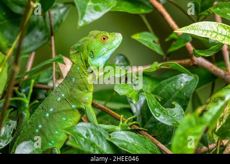 Basilisk verde pirata, femmina (basiliscus plumifrons), seduta sul ramo nella foresta pluviale. Tortuguero, Costa Rica fauna selvatica. Foto Stock