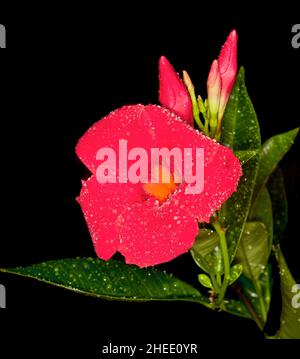 Vivido fiore rosso, germogli e foglie di piante da arrampicata sempreverdi Mandevilla Diamantina serie 'Agathe Scarlet' su sfondo nero in Australia Foto Stock