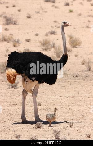 Papà struzzo con pulcino nel Kgalagadi Foto Stock