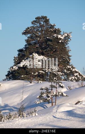 Helsinki / Finlandia - 10 GENNAIO 2022: Un grande pino coperto di neve durante una giornata invernale soleggiata. Foto Stock