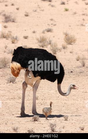 Papà struzzo con pulcino nel Kgalagadi Foto Stock